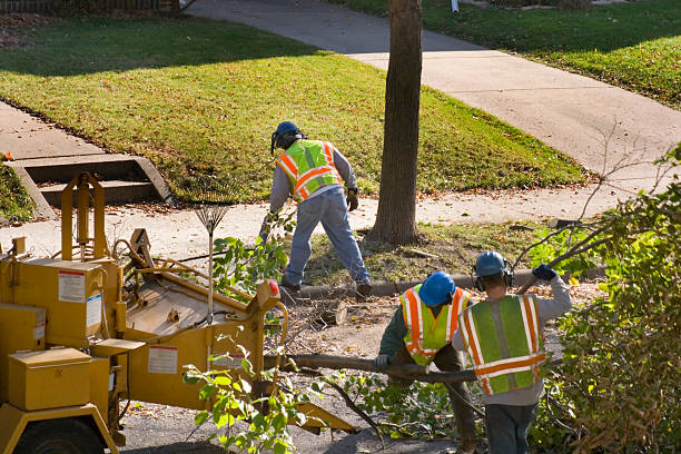 How Our Tree Care Process Works  in  Nevada, MO